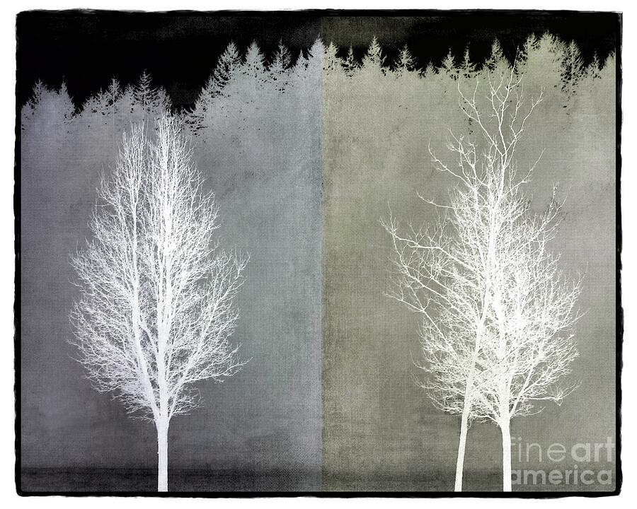 Nature Photograph - Infrared Trees with Texture by Patricia Strand