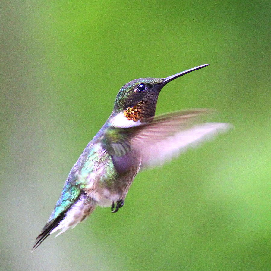 ING_2346-002 - Ruby-throated Hummingbird Photograph by Travis Truelove