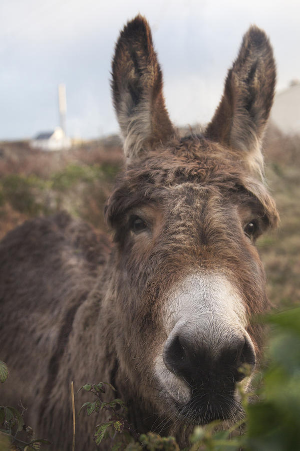 Inspirational Photograph - Inishmore Island Adorable Donkey by Betsy Knapp
