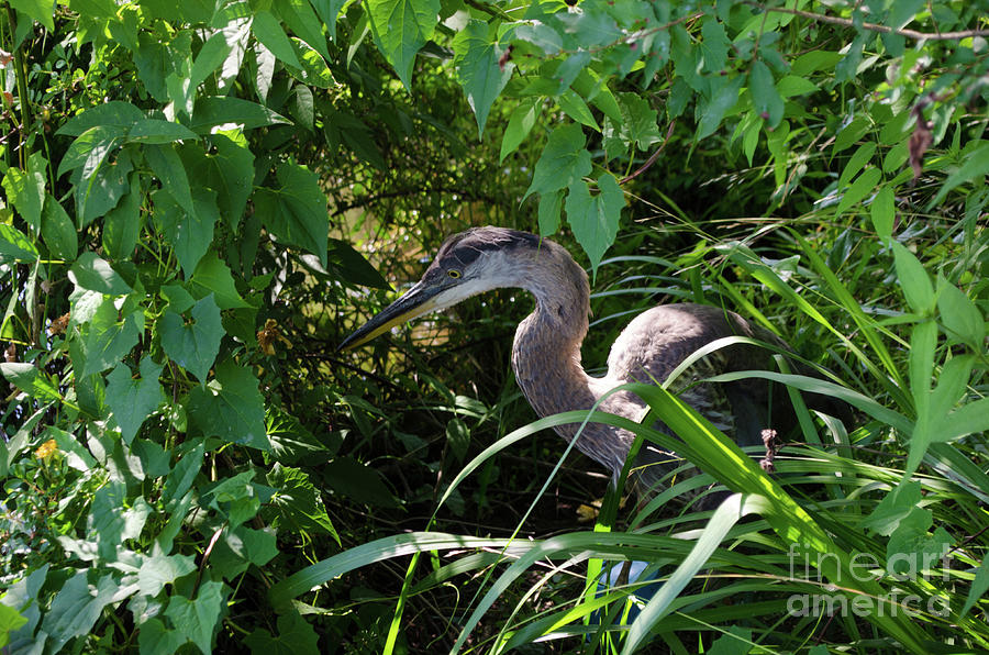 Injure Blue Heron Photograph by Donna Brown