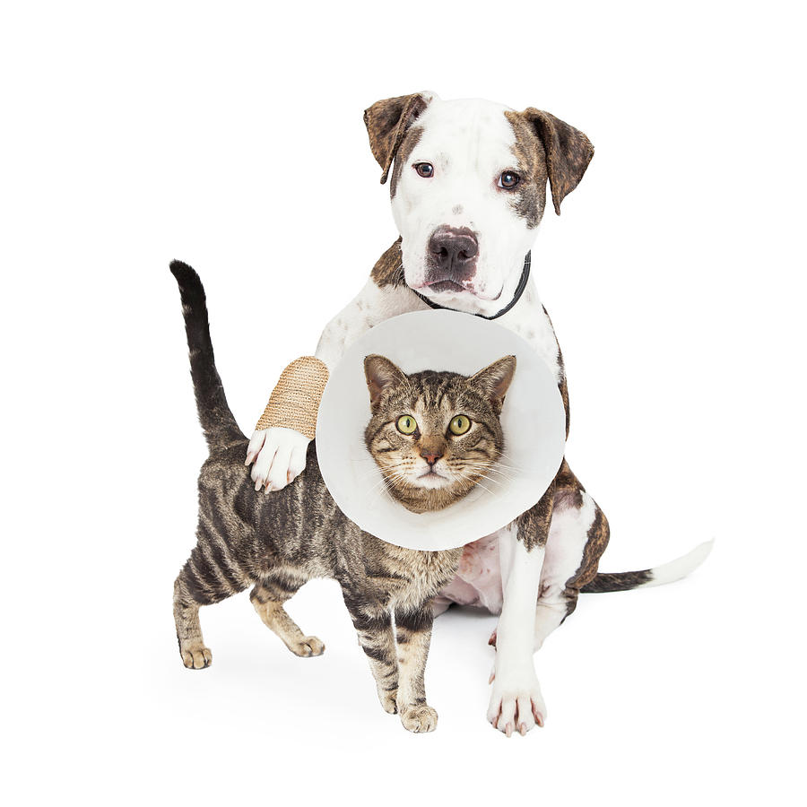 Injured Dog and Cat Together Photograph by Good Focused