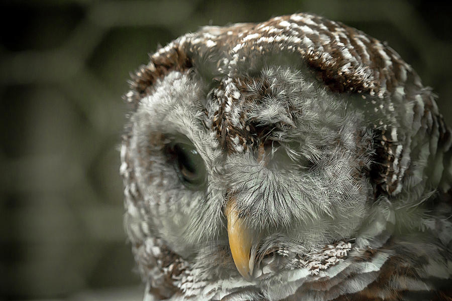 Injured Owl Photograph by Travis Rogers