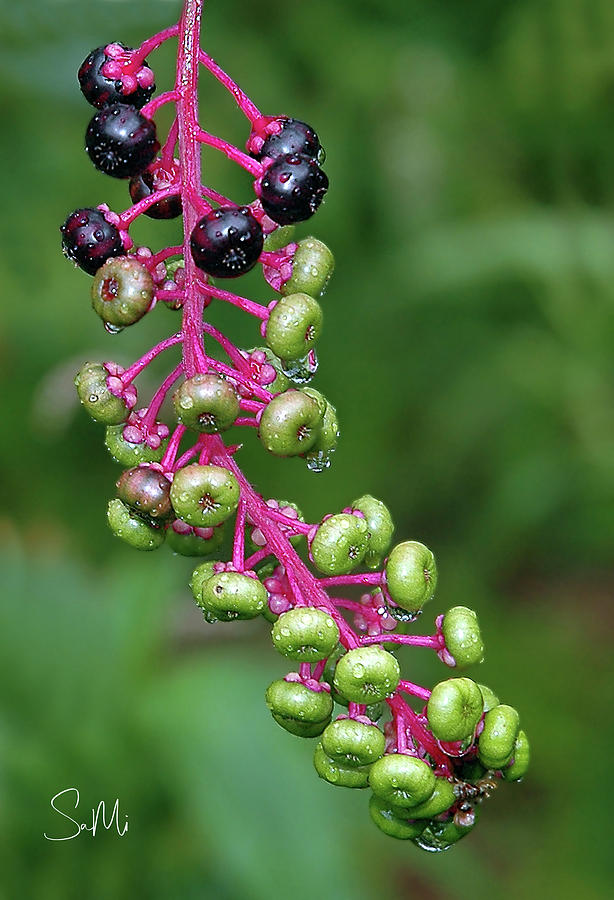 Ink berries Photograph by Sami Martin