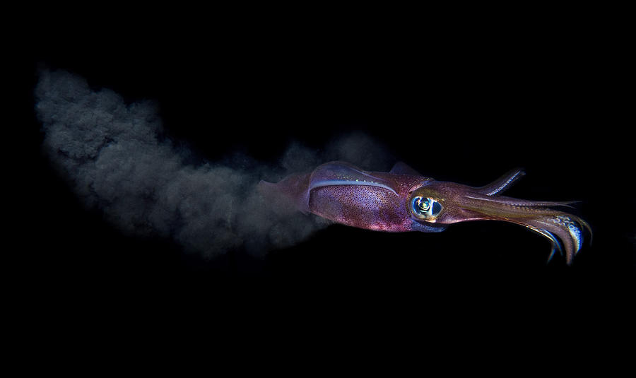Cuttlefish Photograph - Ink Cloud by Thomas Marti