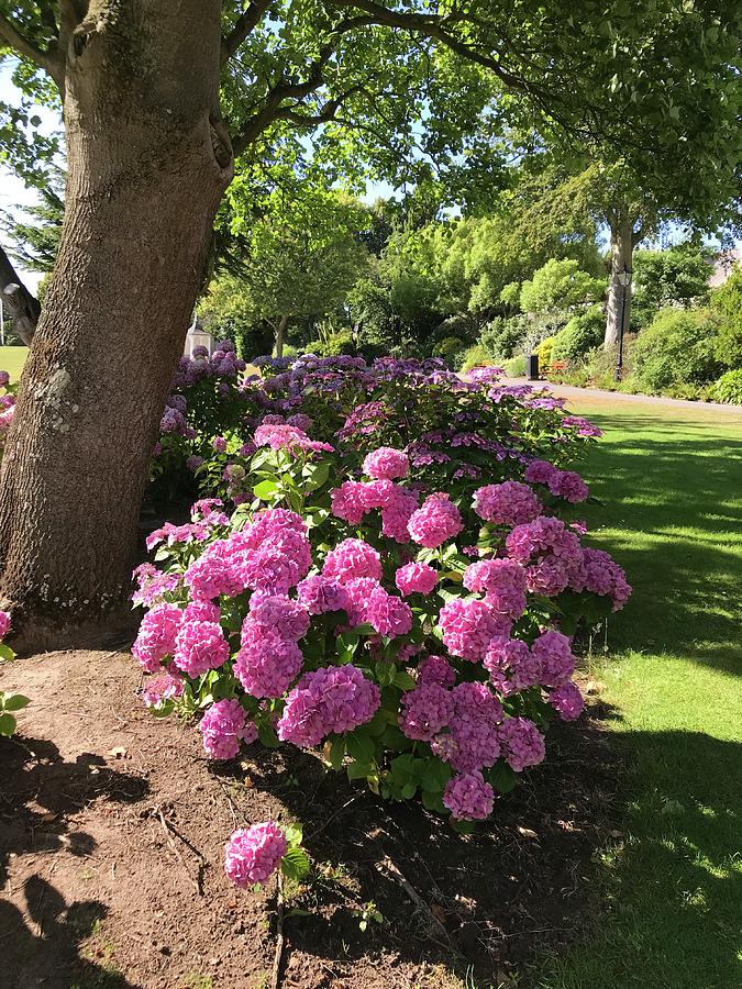 Glorious pink flowers in the park Photograph by Peta Jane Photographs ...