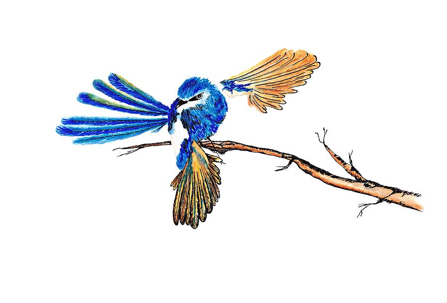Inked Blue Fairy Wren Bird Australian Drawing by Lorraine Kelly