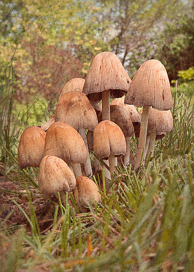 Mushroom Photograph - Inky Cap Mushrooms - vertical by Patti Deters