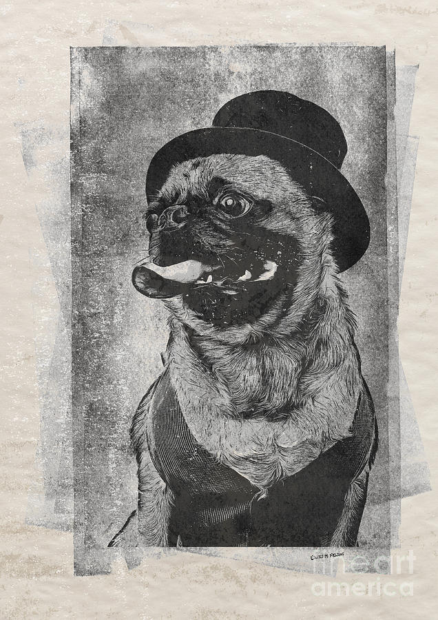 Dog Drawing - Inky Pug by Edward Fielding