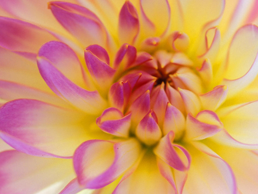 Flower Photograph - Inner Beauty by Kathy Yates