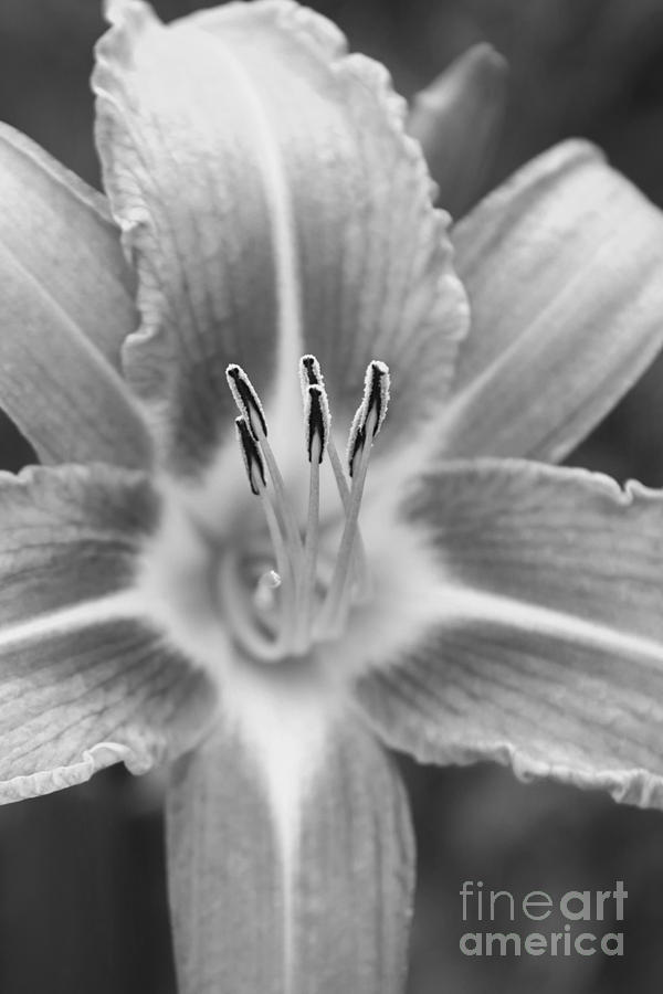 Inner Beauty Of A Lily Photograph by Miss Dawn - Fine Art America