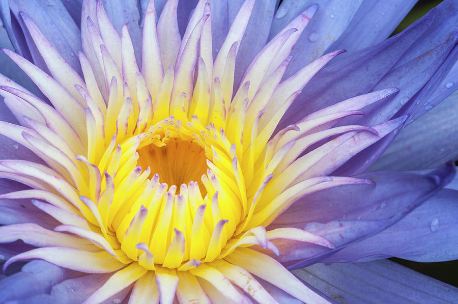 Perfect symmetry of a blossom Photograph by Usha Peddamatham