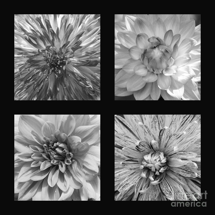 Inner Dahlia Black And White Photograph