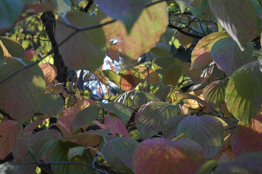 Inner Dogwood Fall Photograph by Michele Myers