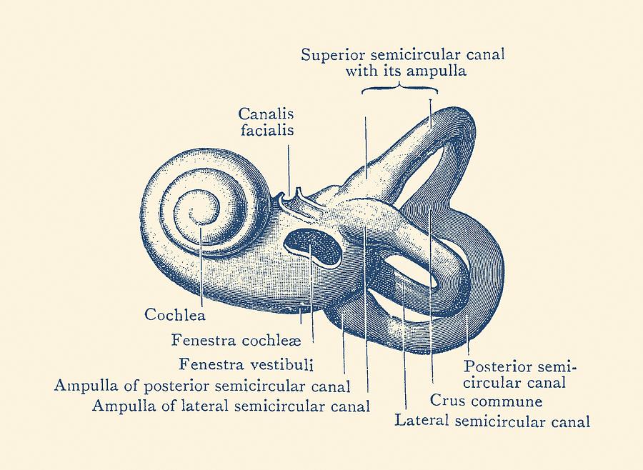 Inner Ear Anatomy Diagram - Vintage Poster Drawing by Vintage Anatomy Prints