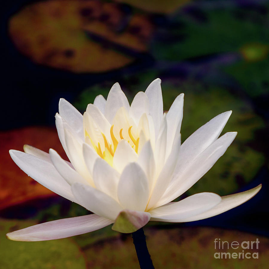 Lily Photograph - Inner Glow by Doug Sturgess