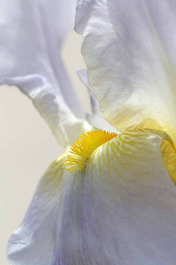 Inner Glow Lavender Iris Photograph by Phyllis Denton
