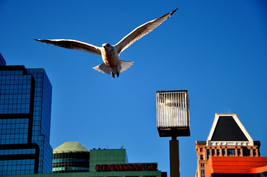 Inner Harbor Flying Seagull Photograph by Andrew Dinh