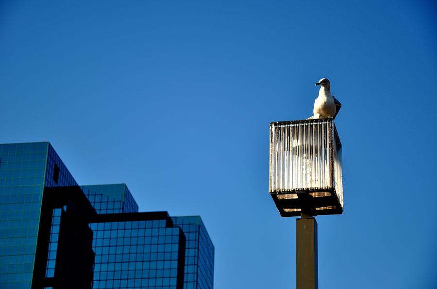 Inner Harbor Sitting Seagull Photograph by Andrew Dinh