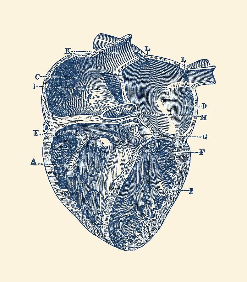 Inner Heart Diagram - Vintage Anatomy Drawing by Vintage Anatomy Prints