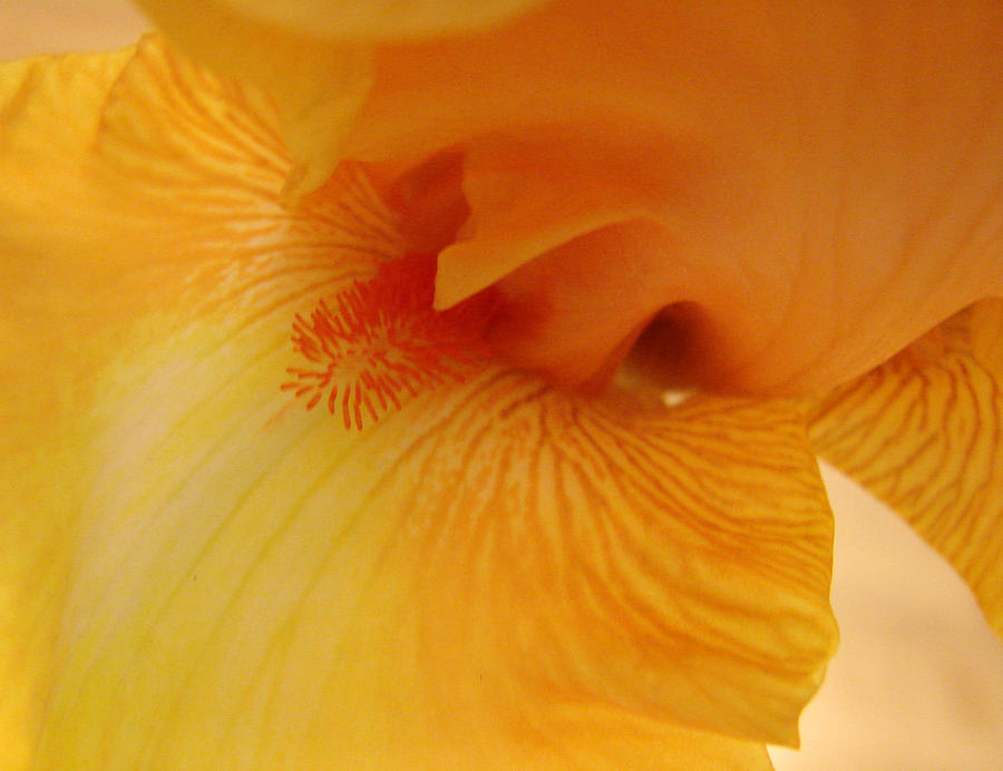 Inner Iris, Yellow, close-up Digital Art by Jana Russon