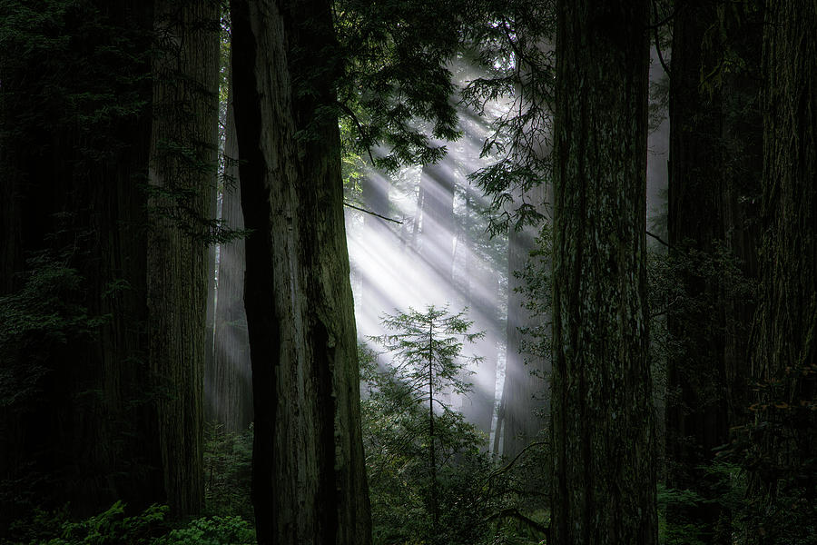 Redwoods Photograph - Inner Light by Vincent James