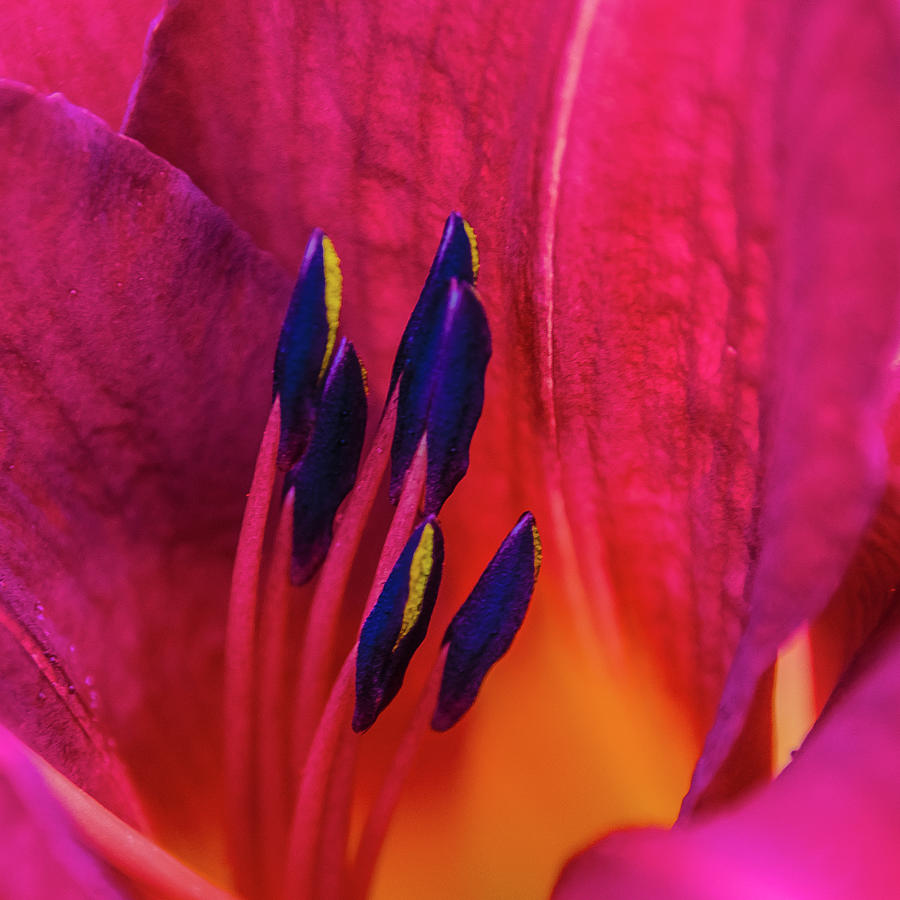 Inner Lily Macro  Photograph by Julie Palencia