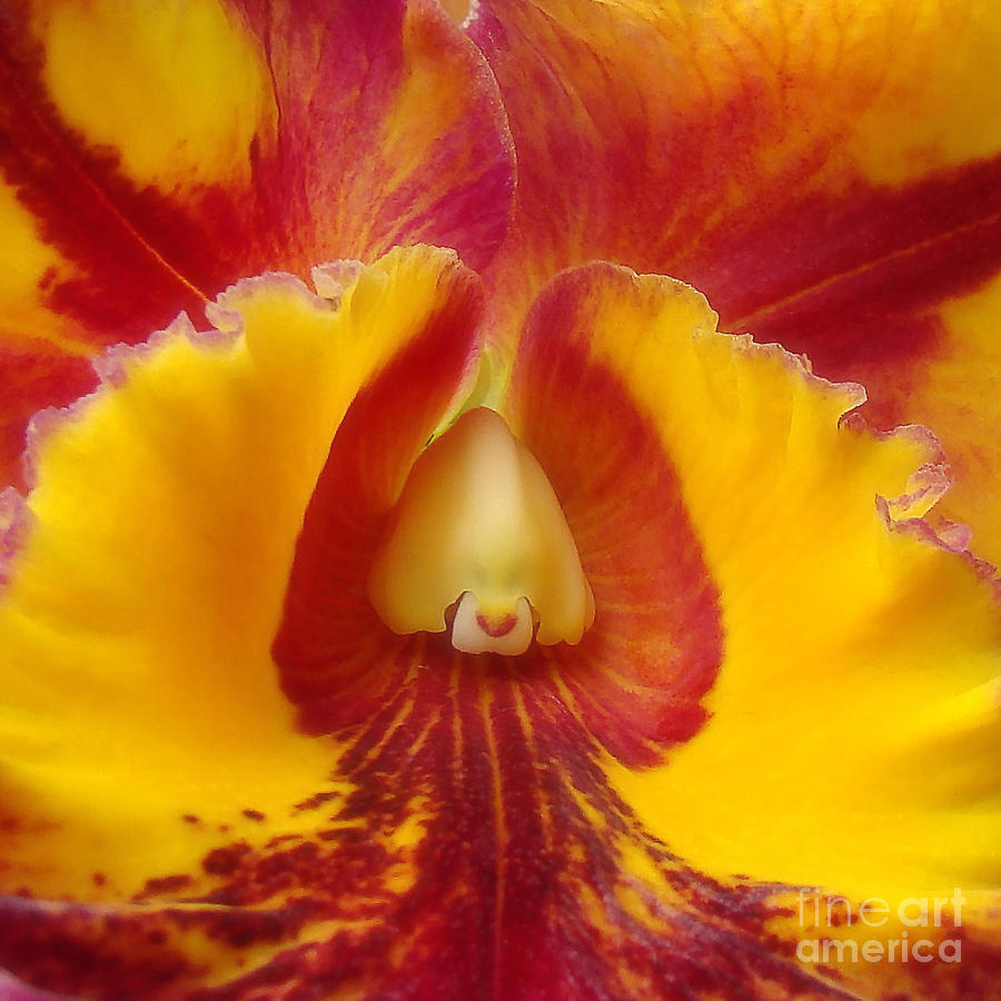 Inner Orchid Photograph by Sue Melvin