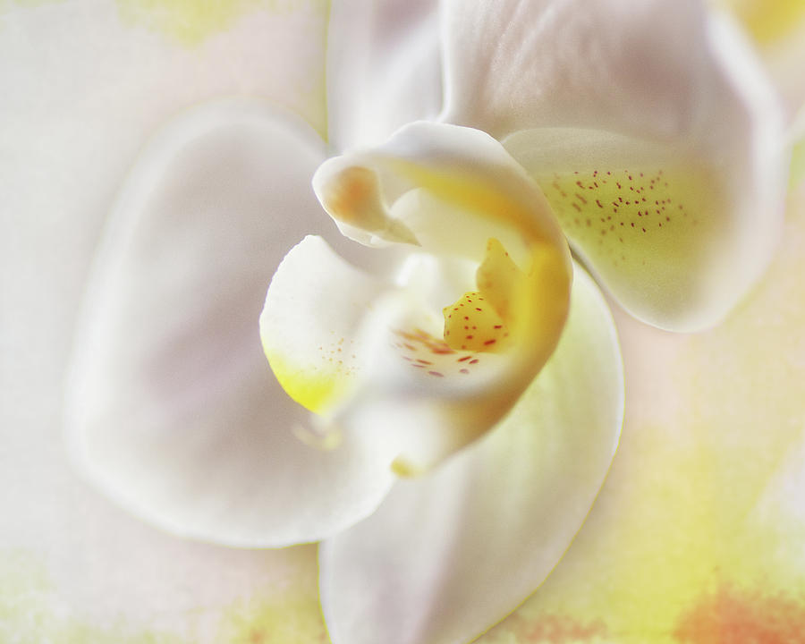Inner Orchid Photograph by Sue Capuano