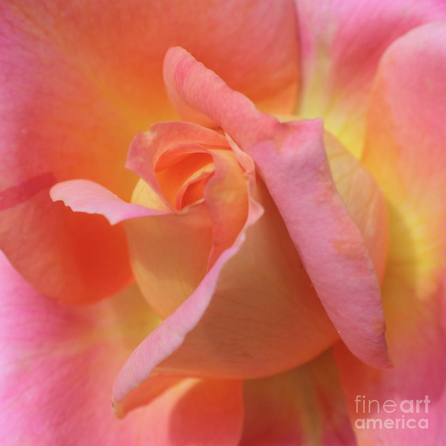 Rose Photograph - Inner Rose Macro in Yellow and Pink 2 by Carol Groenen