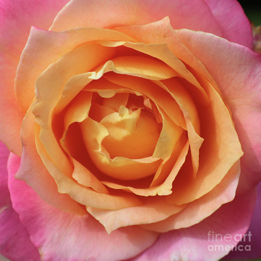 Inner Rose Macro in Yellow and Pink 3 Photograph by Carol Groenen