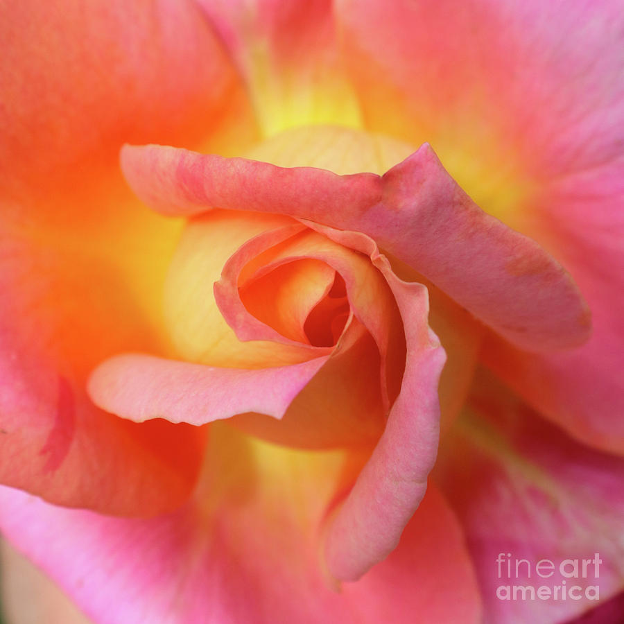 Rose Photograph - Inner Rose Macro in Yellow and Pink by Carol Groenen