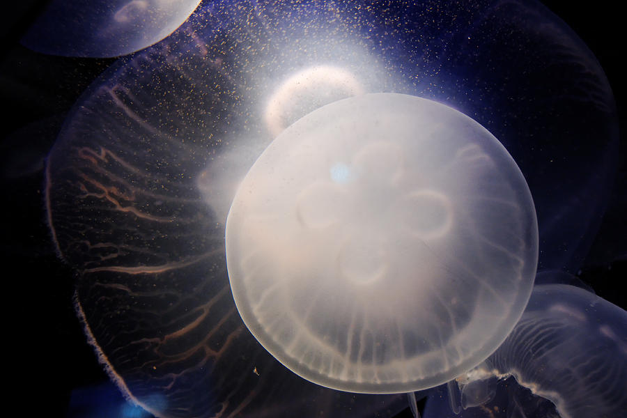 Inner Space -- Moon Jellyfish in Aquarium of the Pacific, Long Beach, California Photograph by Darin Volpe
