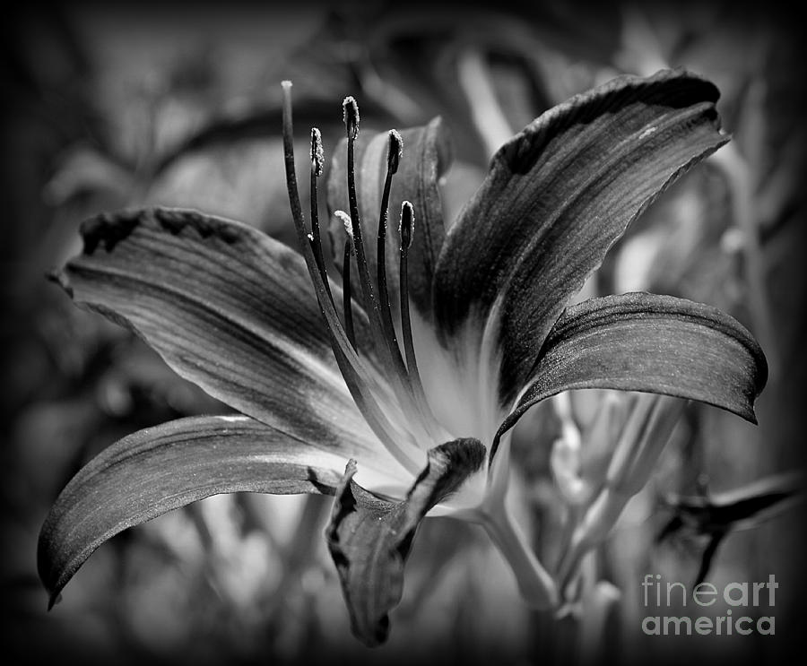 Lily Photograph - Inner Strength by Clare Bevan
