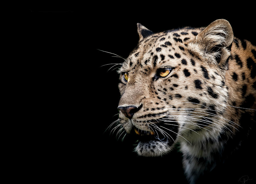 Wildlife Photograph - Inner strength  by Paul Neville