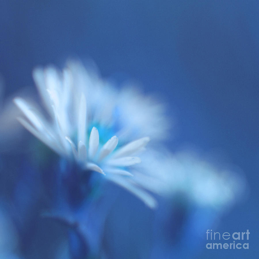 Daisy Photograph - Innocence 11b by Variance Collections