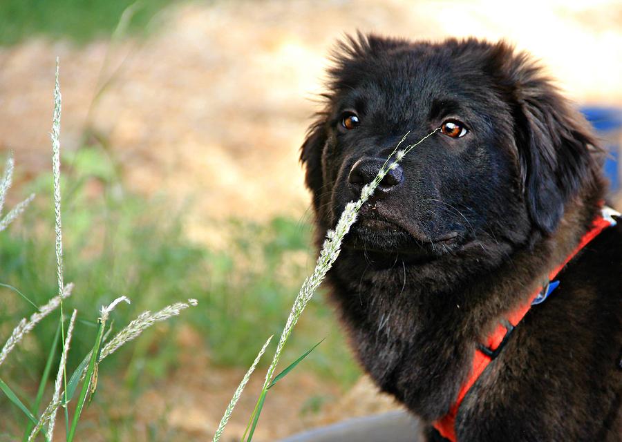 Sniffing Puppy by Kimmi Craig Sniffing Puppy by Kimmi Craig