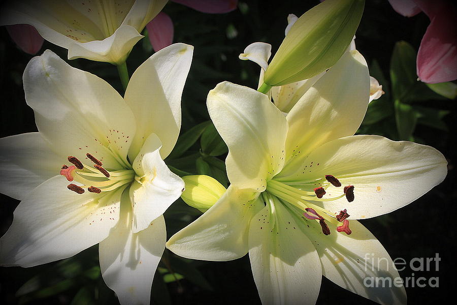 Daylilies Lovely in White Photograph by Dora Sofia Caputo