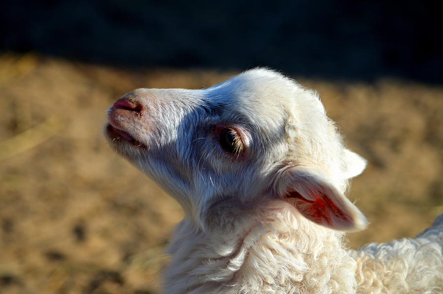 Innocent as a Lamb Photograph by Dianne Cowen Cape Cod Photography