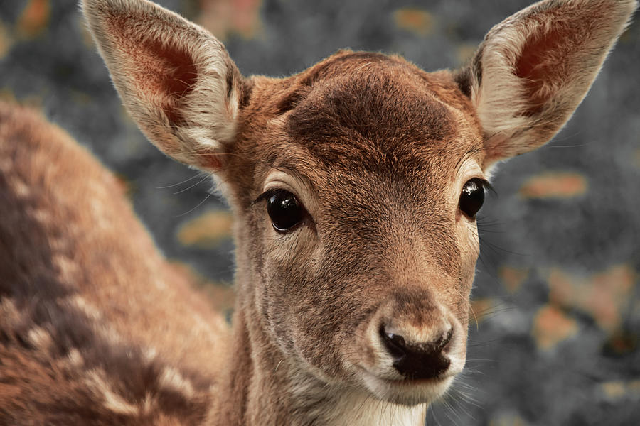 Innocent deer Photograph by Mihaela Pater - Fine Art America