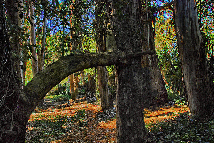 Inosculation Tree Photograph by Joseph Hollingsworth