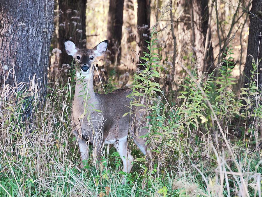 Nature Photograph - Inqisitive Deer by Phyllis Taylor
