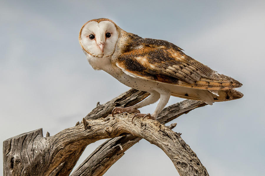Inquisitive Barn Owl Photograph by Teresa Wilson