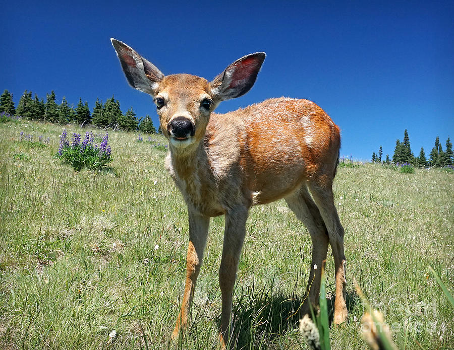 Inquisitive Blacktail Fawn Photograph