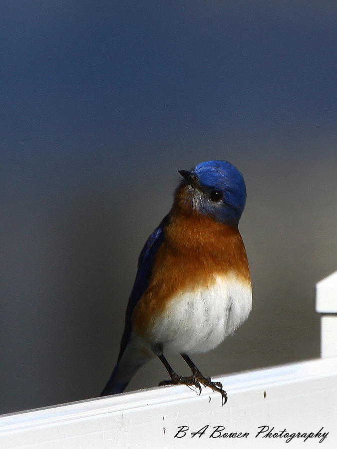 Bluebird Photograph - Inquisitive Bluebird by Barbara Bowen