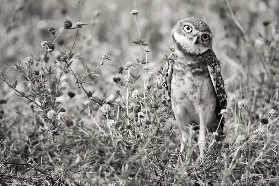 Inquisitive Burrowing Owl Photograph