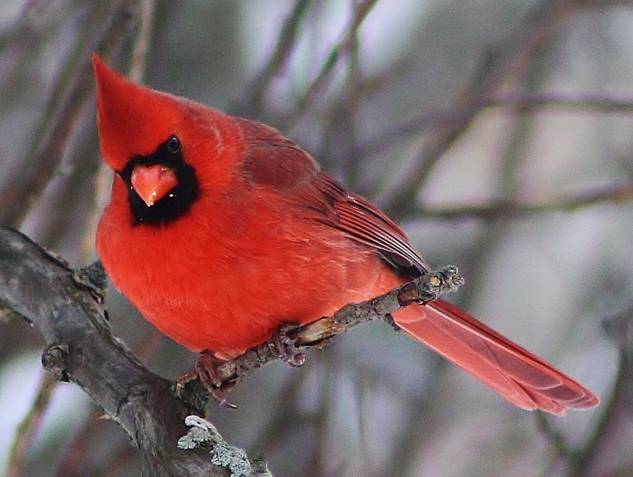 Inquisitive Cardinal Photograph by Bruce Bley