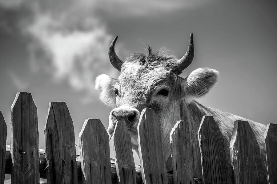 Black And White Photograph - Inquisitive Cow by Mountain Dreams