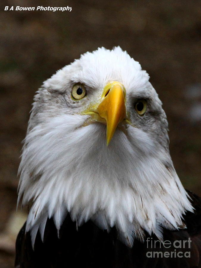 Inquisitive Eagle Photograph by Barbara Bowen