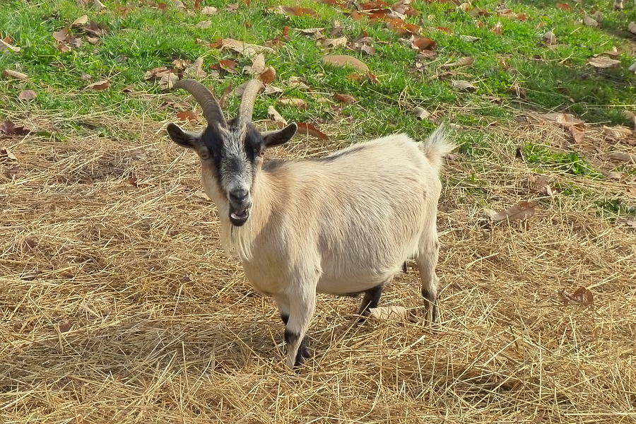 Inquisitive Goat Photograph by Carla Parris
