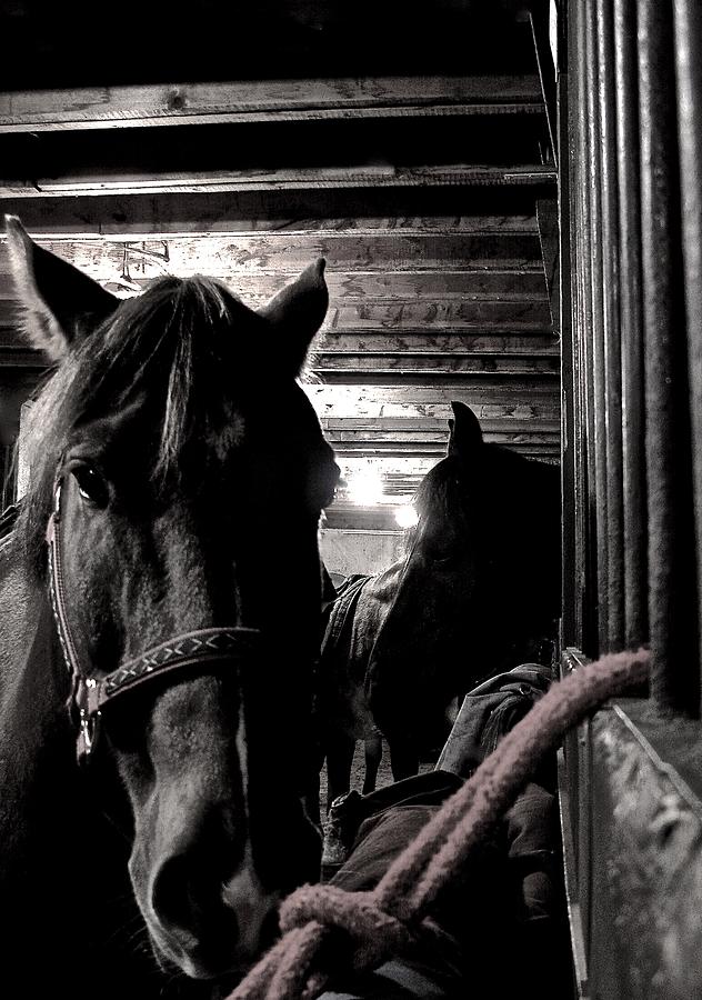 Inquisitive Horse Photograph by Brian Sereda